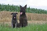 BOUVIER DES ARDENNES 352